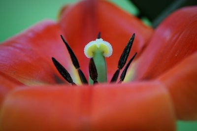 Close-up of red flower blooming outdoors