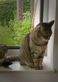Cat looking away