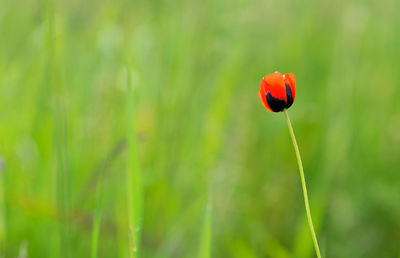 Close-up of red poppy on field