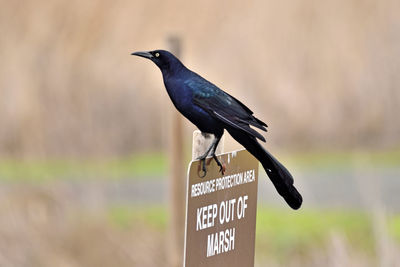Bird perching on a sign