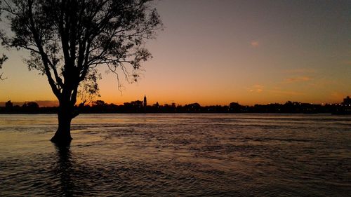 Bare trees at sunset