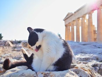 Cat yawning on beach against clear sky