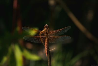 Close up of animal