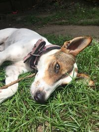 Close-up of a dog on field