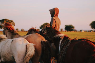 Man with mammals on field against sky