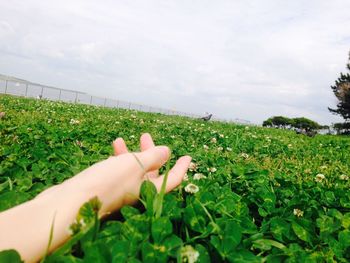 Close-up of hand holding plant