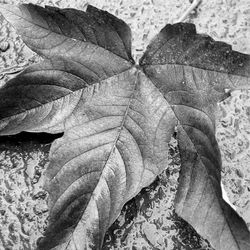 Close-up of leaf