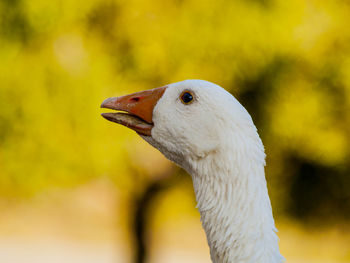 Close-up of swan