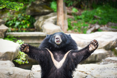 Bear in zoo