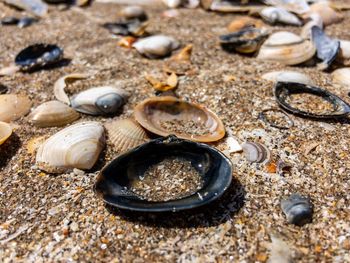 Close-up of seashells on beach