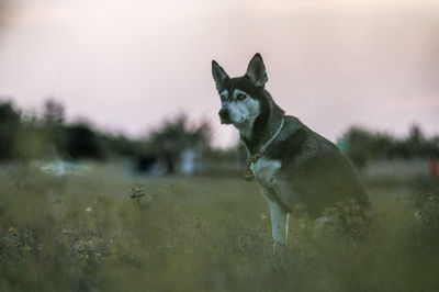 Horse standing on field