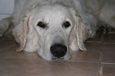 Close-up portrait of dog relaxing on floor