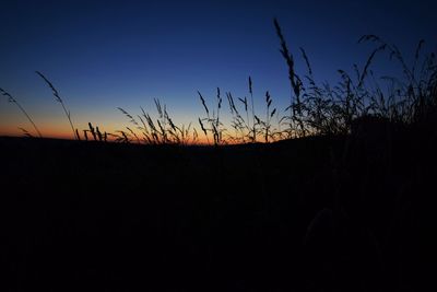 Silhouette plants against clear sky during sunset