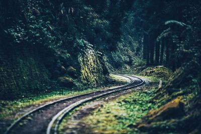 Road passing through forest