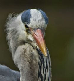 Close-up of bird