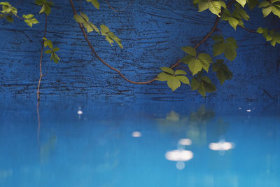 Close-up of leaves against blue water