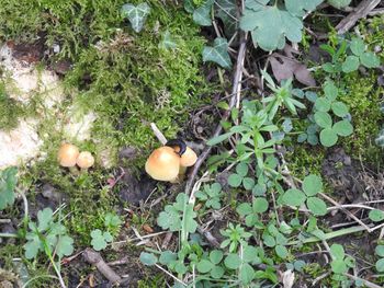 High angle view of mushrooms growing on field