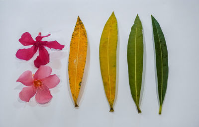 High angle view of potted plant against white background