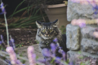 Portrait of tabby cat on plant