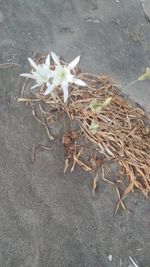 High angle view of flowering plant on land