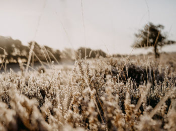 Close-up of plants on field