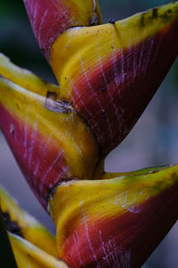 Close-up of bananas