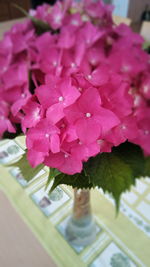 High angle view of pink flowering plant