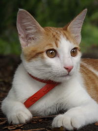 Close-up portrait of a cat