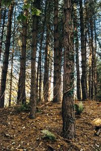 Trees in forest