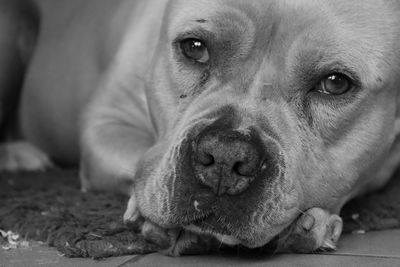 Close-up portrait of dog