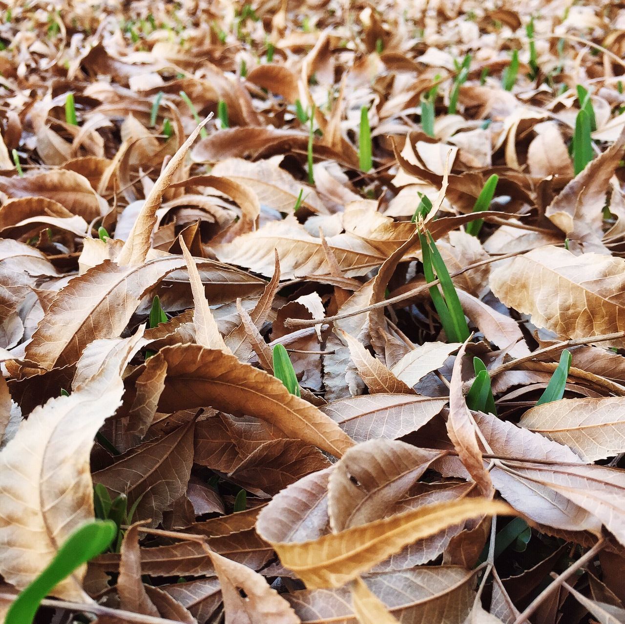 leaf, dry, high angle view, field, animal themes, nature, close-up, ground, animals in the wild, outdoors, day, fallen, wildlife, change, leaves, fragility, autumn, no people, one animal, natural pattern