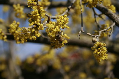 Close-up of yellow flowering plant
