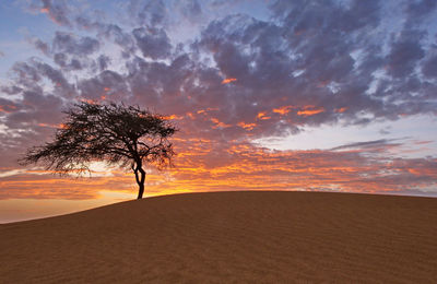 Bare tree on landscape against sky at sunset