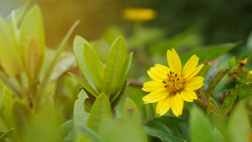 Close-up of yellow flowering plant