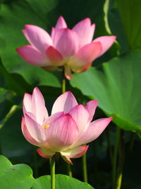 Close-up of pink water lily