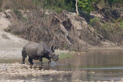 Side view of elephant drinking water