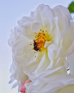 Close-up of white rose