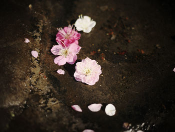 Close-up of pink flowers