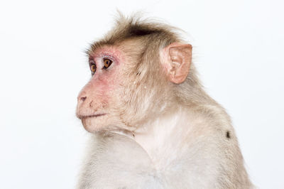 Close-up portrait of a monkey over white background