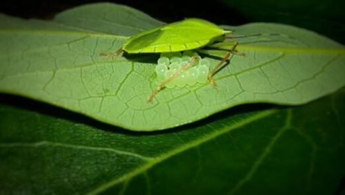 Close-up of leaf