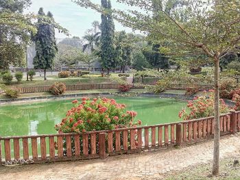 Plants growing in pond