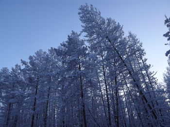 Low angle view of pine trees in forest during winter