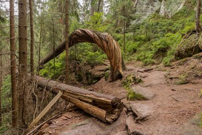 Tree trunks in forest