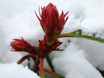 Close-up of frozen plant during winter