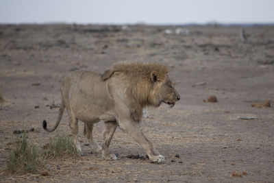 Lion on field against sky