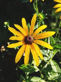 Close-up of yellow flower in park