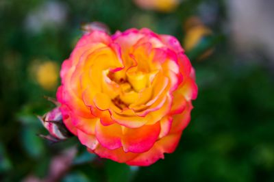 Close-up of pink rose blooming outdoors