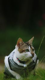 Close-up of cat sitting on field