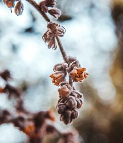 Close-up of wilted plant