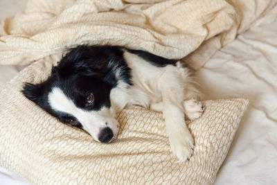 High angle view of dog resting on bed